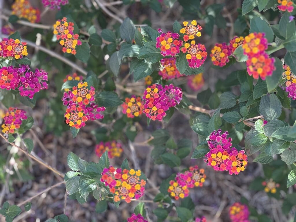Lantana