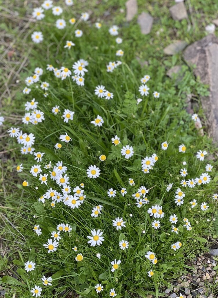 Margarida
